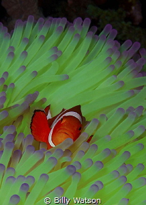 Riding the Green Wave

Clown anemonefish (Amphiprion oc... by Billy Watson 